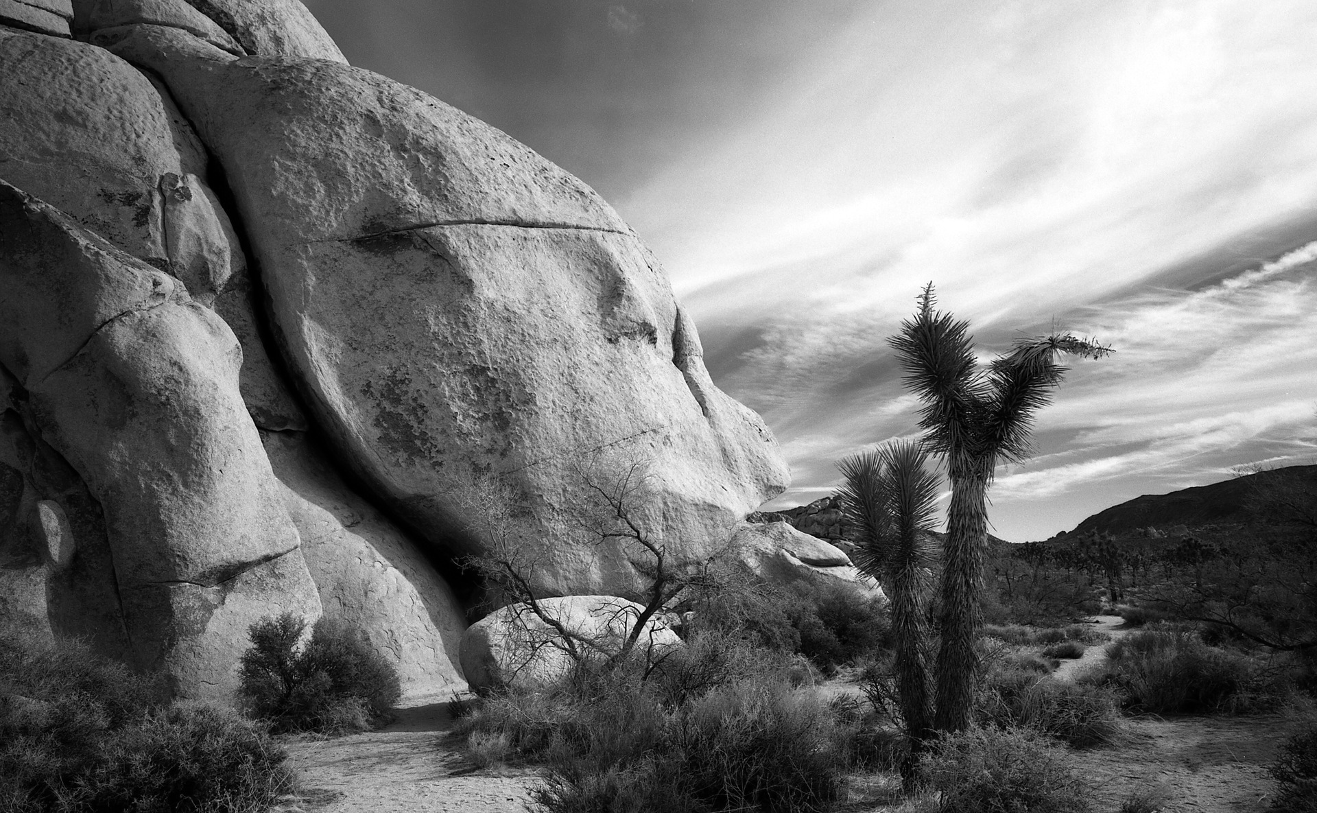 Jashua Tree NP 1, CA