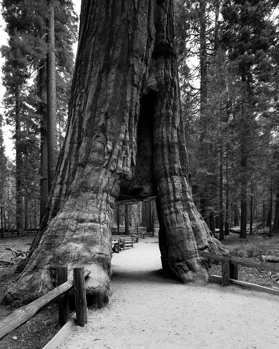 Yosemite NP 8, CA